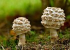 Mike Smith - Shaggy Parasol Fungi  (Open).jpg
